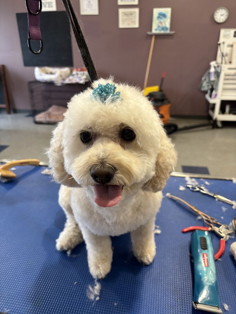 Bichon teal bow groomed at A Decked Out Pet in North Providence, RI
