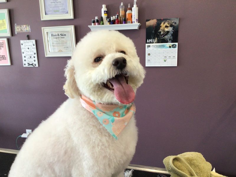Bichon teddy cut purple salon groomed at A Decked Out Pet in North Providence, RI