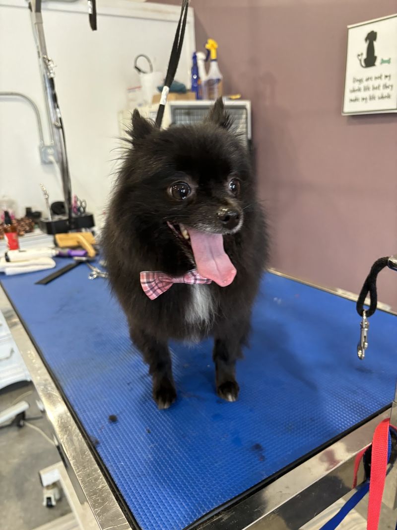 Black pomeranian bow tie groomed at A Decked Out Pet in North Providence, RI