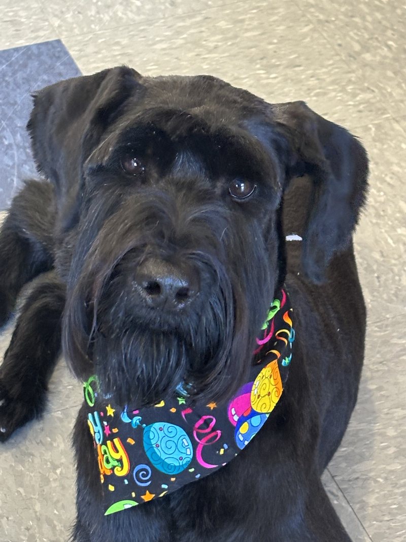 Black schnauzer in a party bandana groomed at A Decked Out Pet in North Providence, RI