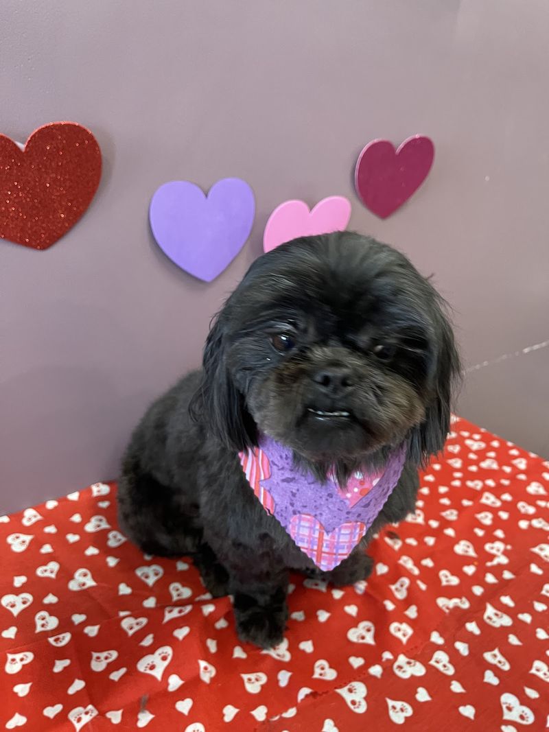 Black shih tzu hearts groomed at A Decked Out Pet in North Providence, RI