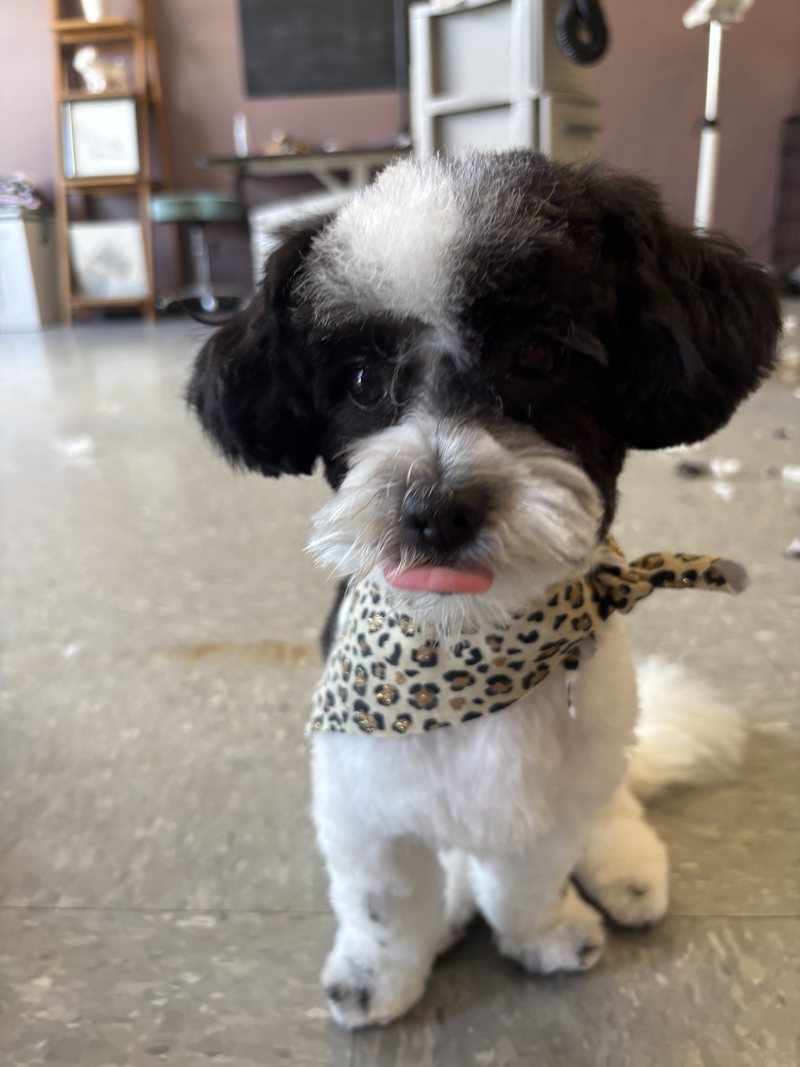 Black and white bichon mix freshly groomed at A Decked Out Pet in North Providence, RI