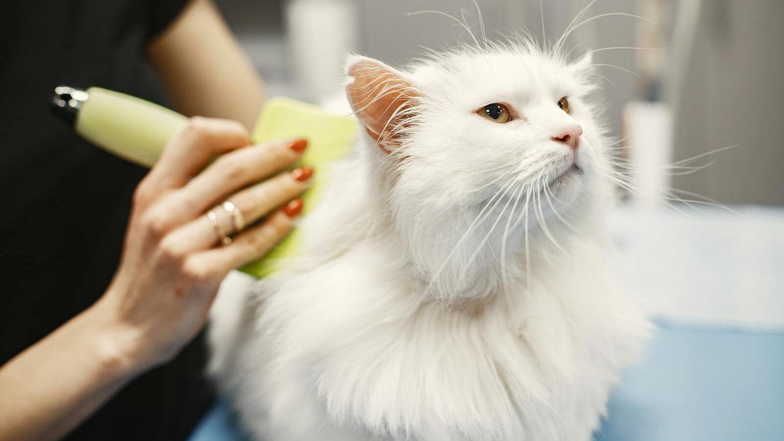 A long-haired white cat being brushed during a grooming appointment