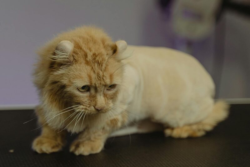 A cat resting on a grooming table after a lion cut