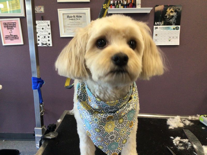 Cavapoo blue bandana after groom groomed at A Decked Out Pet in North Providence, RI