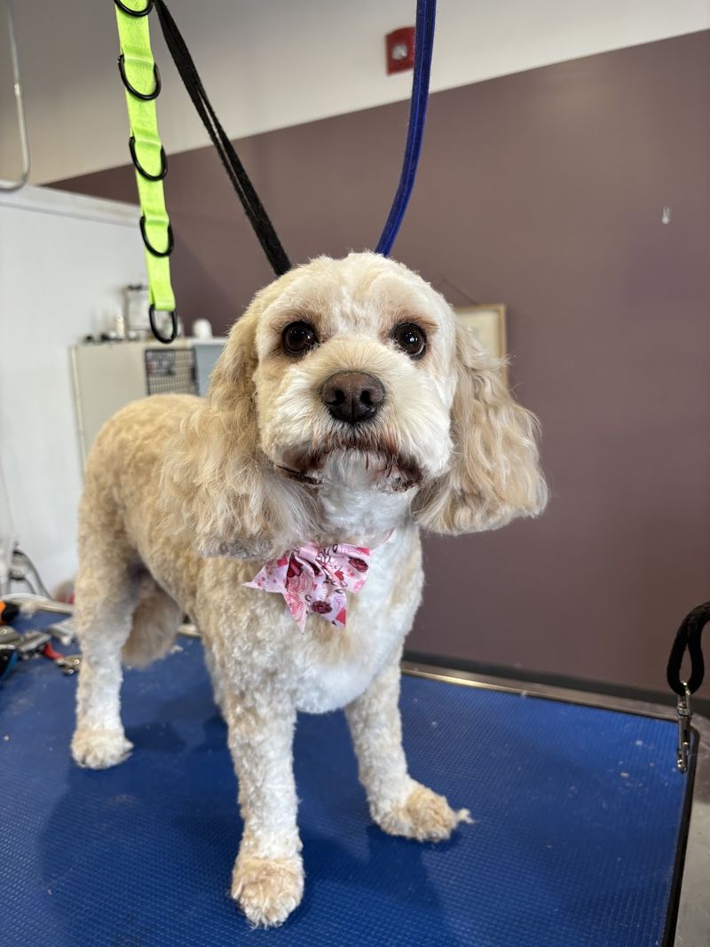 Cavapoo pink bow grooming table groomed at A Decked Out Pet in North Providence, RI