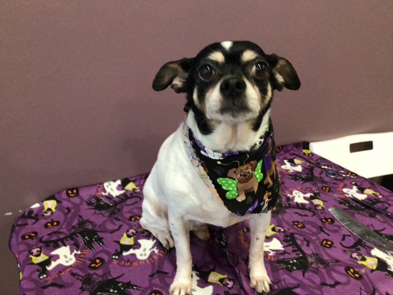 Chihuahua mix halloween bandana groomed at A Decked Out Pet in North Providence, RI