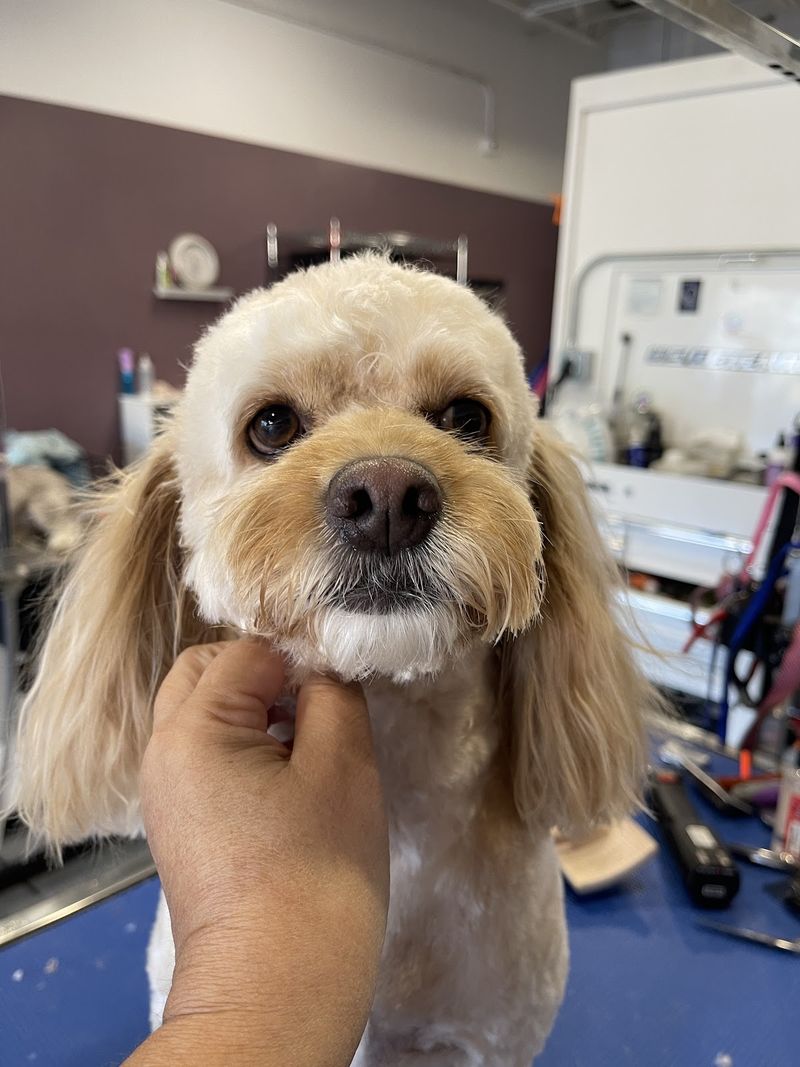 Cocker mix long ears groomed at A Decked Out Pet in North Providence, RI