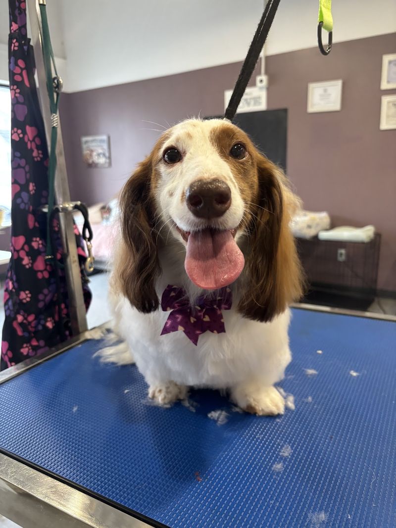 Cocker spaniel mix bow groomed at A Decked Out Pet in North Providence, RI