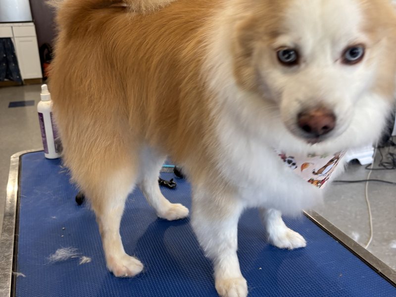 Fluffy tan and white dog after a Sunday groom at A Decked Out Pet in North Providence, RI