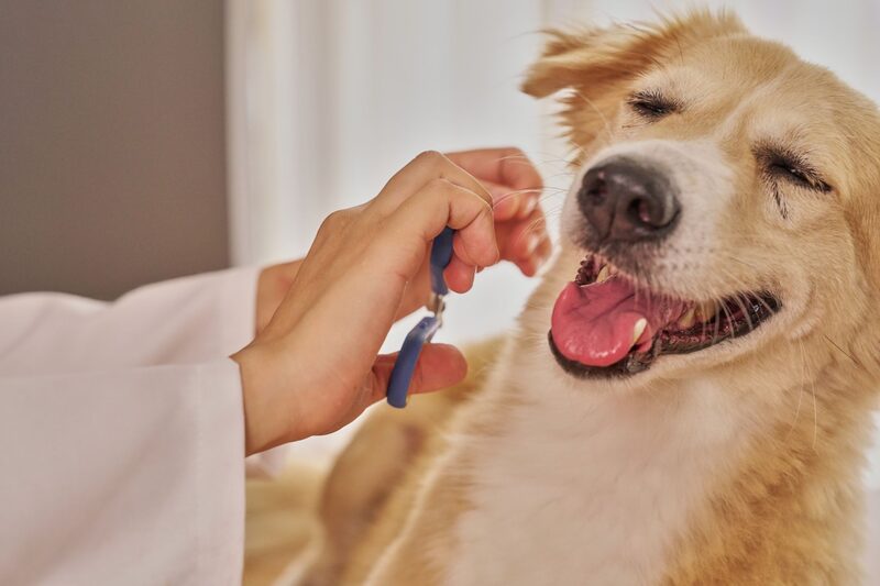 A dog having its teeth brushed