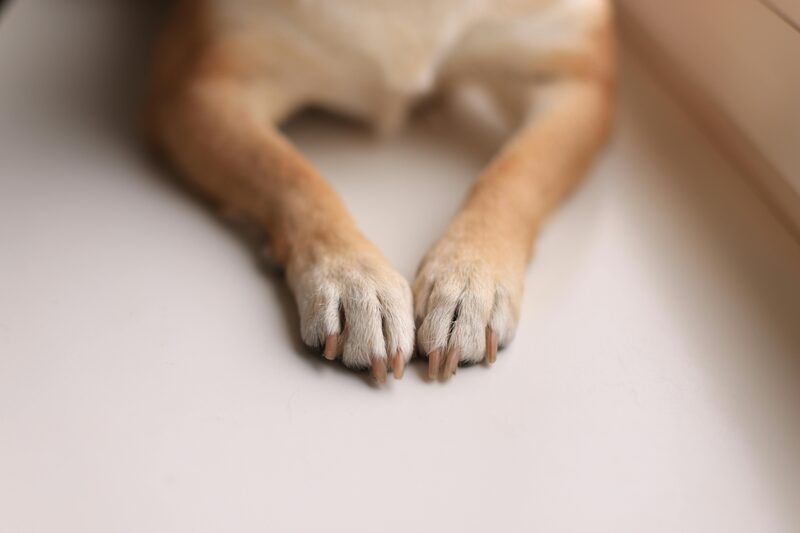A dog's clean, trimmed paws