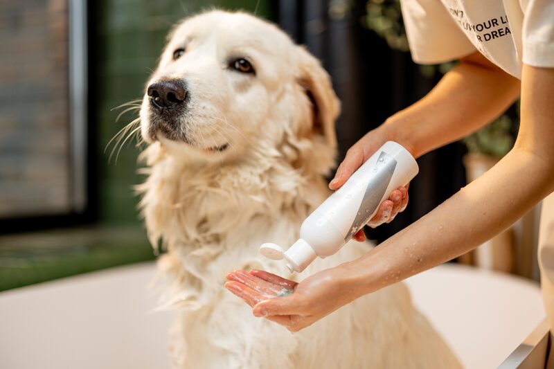 A golden retriever having its paws tidied