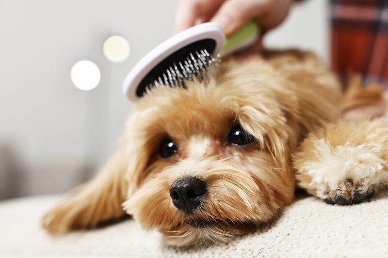 A fluffy dog being brushed out