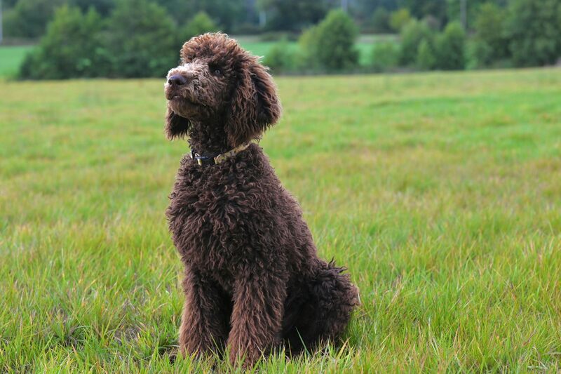 A curly-coated dog standing outdoors after a groom