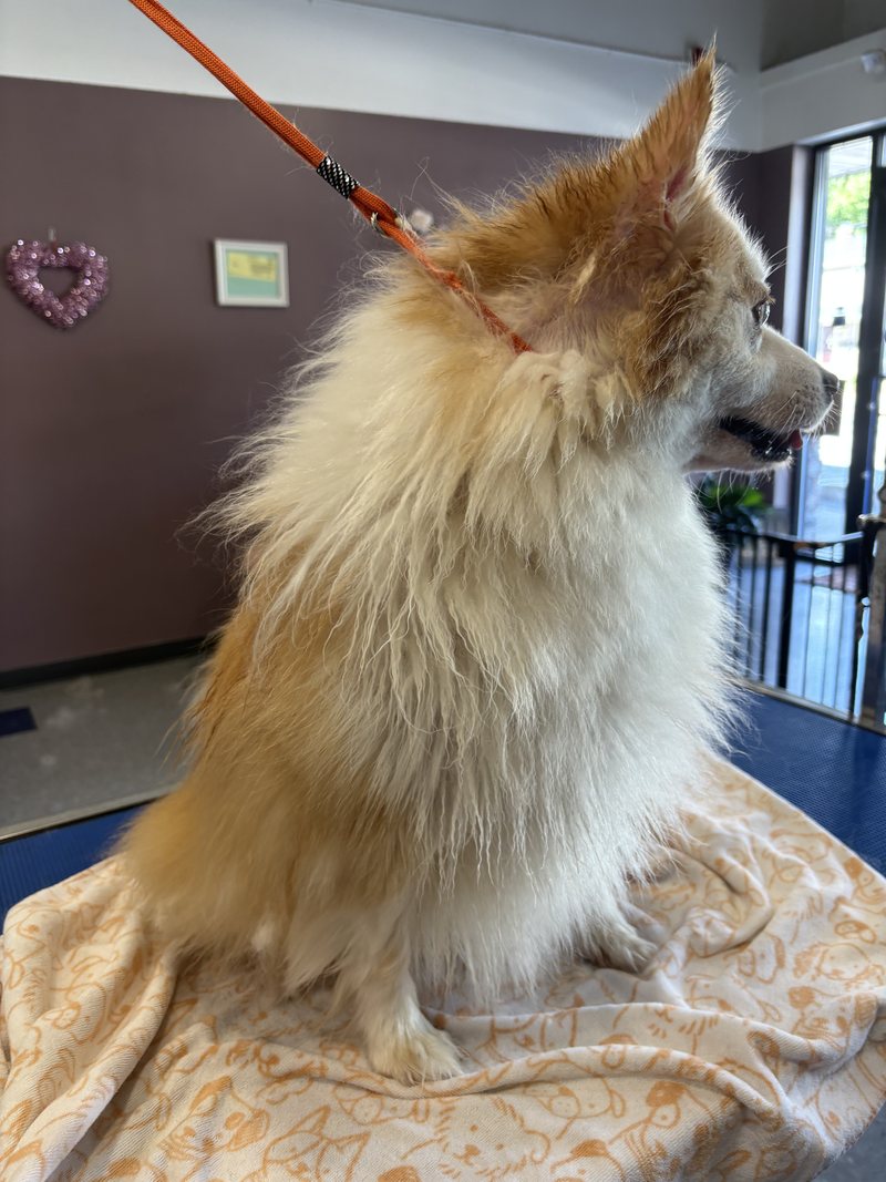Golden fluffy dog on the grooming table at A Decked Out Pet in North Providence, RI