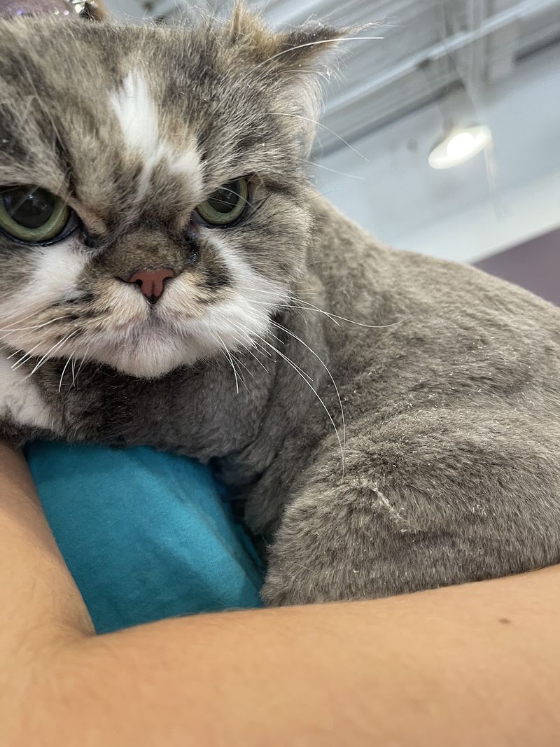 Grey long hair cat groomed at A Decked Out Pet in North Providence, RI