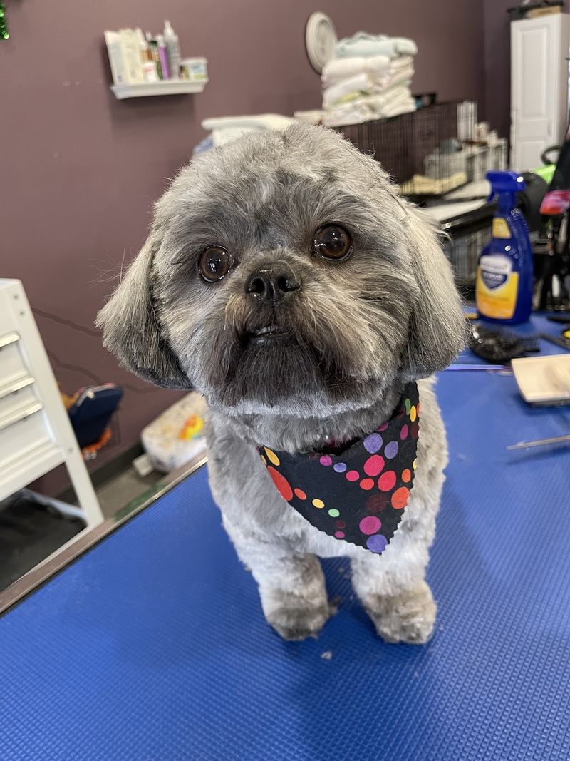 Grey shih tzu polka bandana groomed at A Decked Out Pet in North Providence, RI