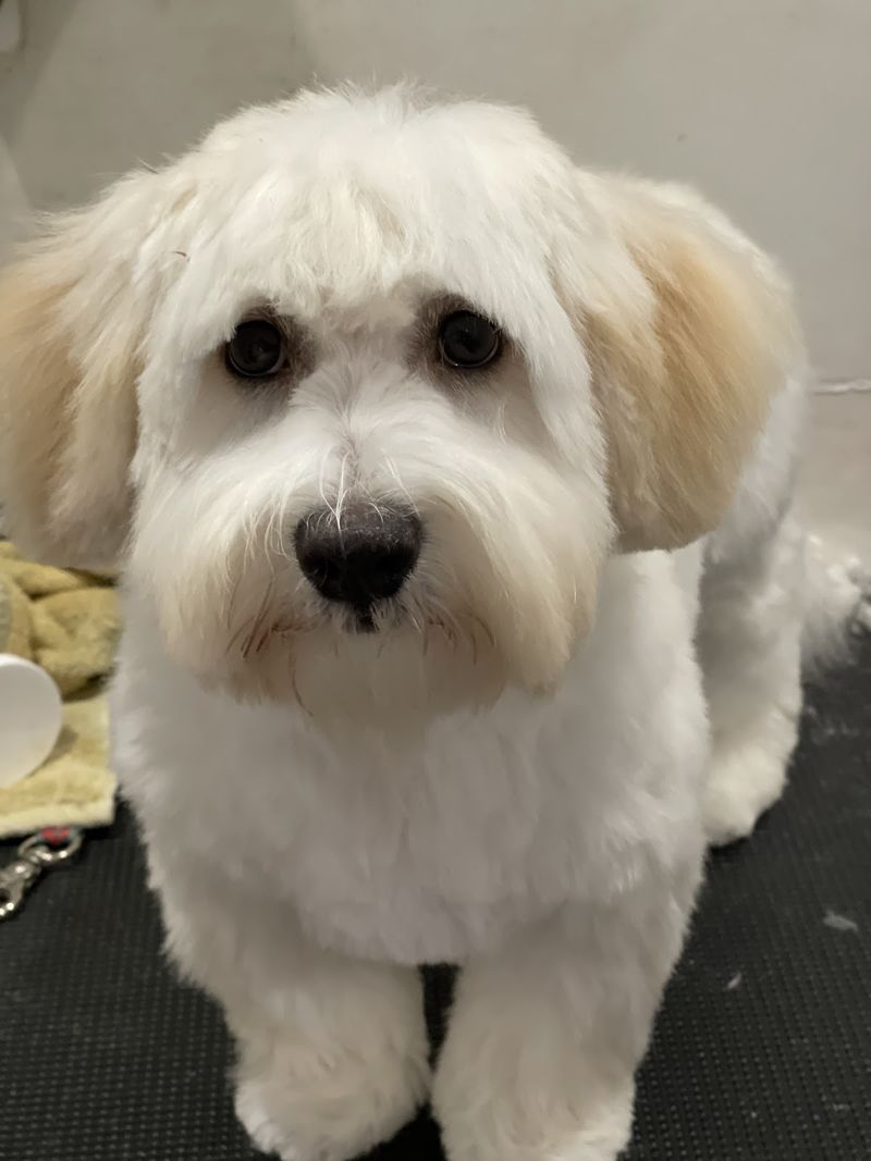 Havanese white coat trim groomed at A Decked Out Pet in North Providence, RI