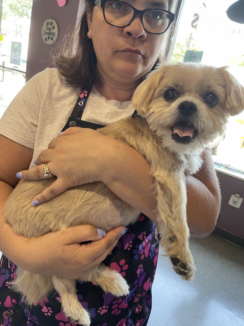 Linda Thornley, owner of A Decked Out Pet, holding a freshly groomed dog