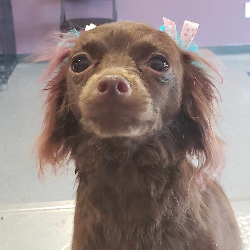 Long hair chihuahua bows groomed at A Decked Out Pet in North Providence, RI