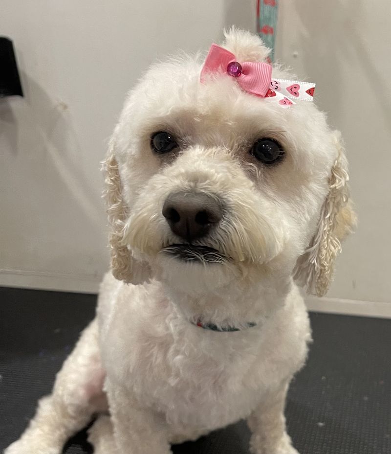 Maltese pink bow closeup groomed at A Decked Out Pet in North Providence, RI