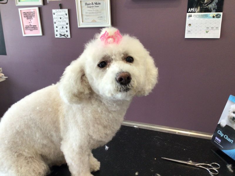 Maltese pink bow grooming table groomed at A Decked Out Pet in North Providence, RI