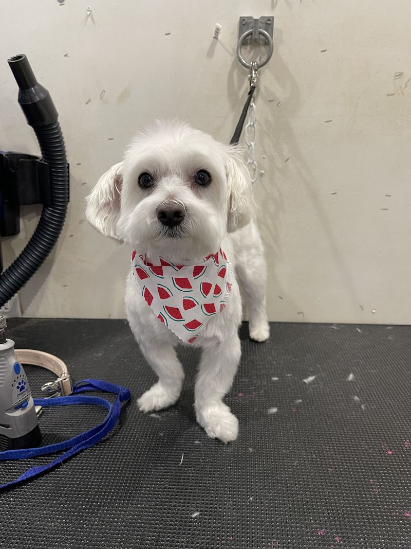 Maltese watermelon bandana groomed at A Decked Out Pet in North Providence, RI