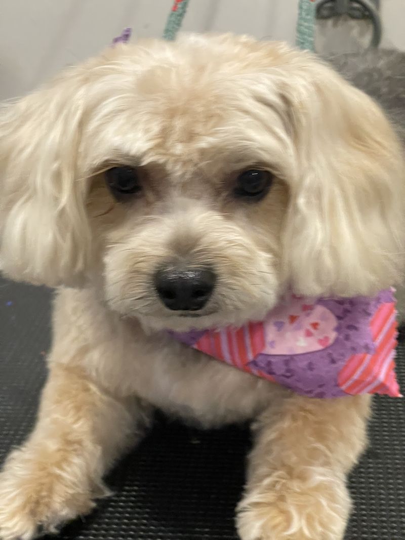 Maltipoo pink bandana groomed at A Decked Out Pet in North Providence, RI