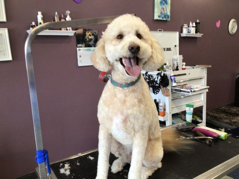 Mini doodle grooming salon groomed at A Decked Out Pet in North Providence, RI