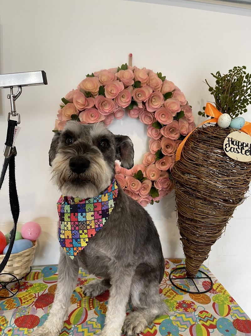 Mini schnauzer easter wreath groomed at A Decked Out Pet in North Providence, RI