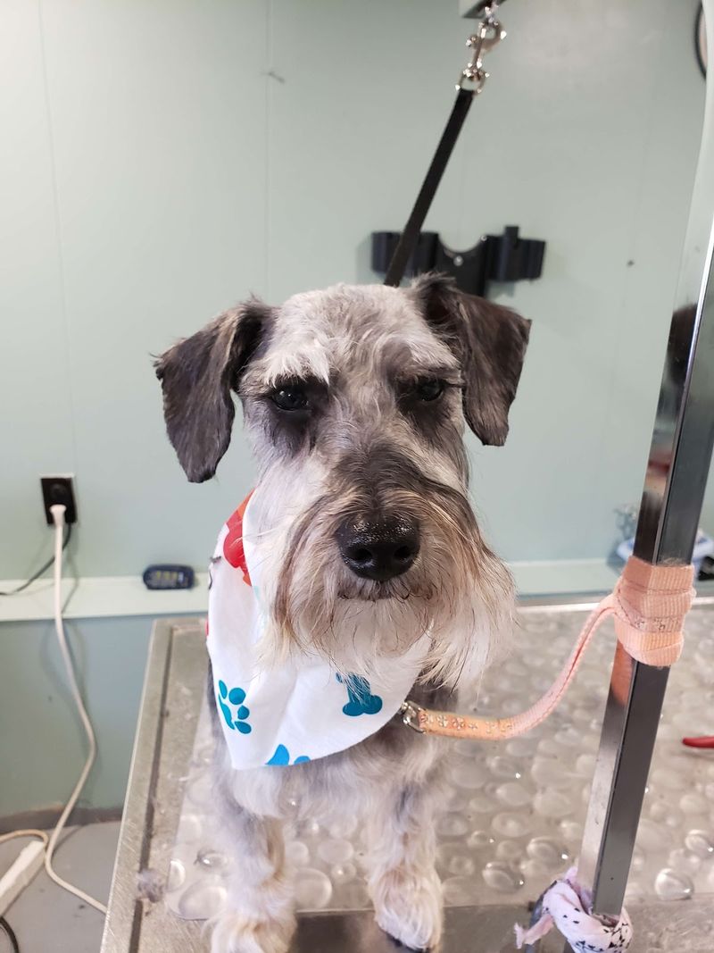 Mini schnauzer paw print bandana groomed at A Decked Out Pet in North Providence, RI