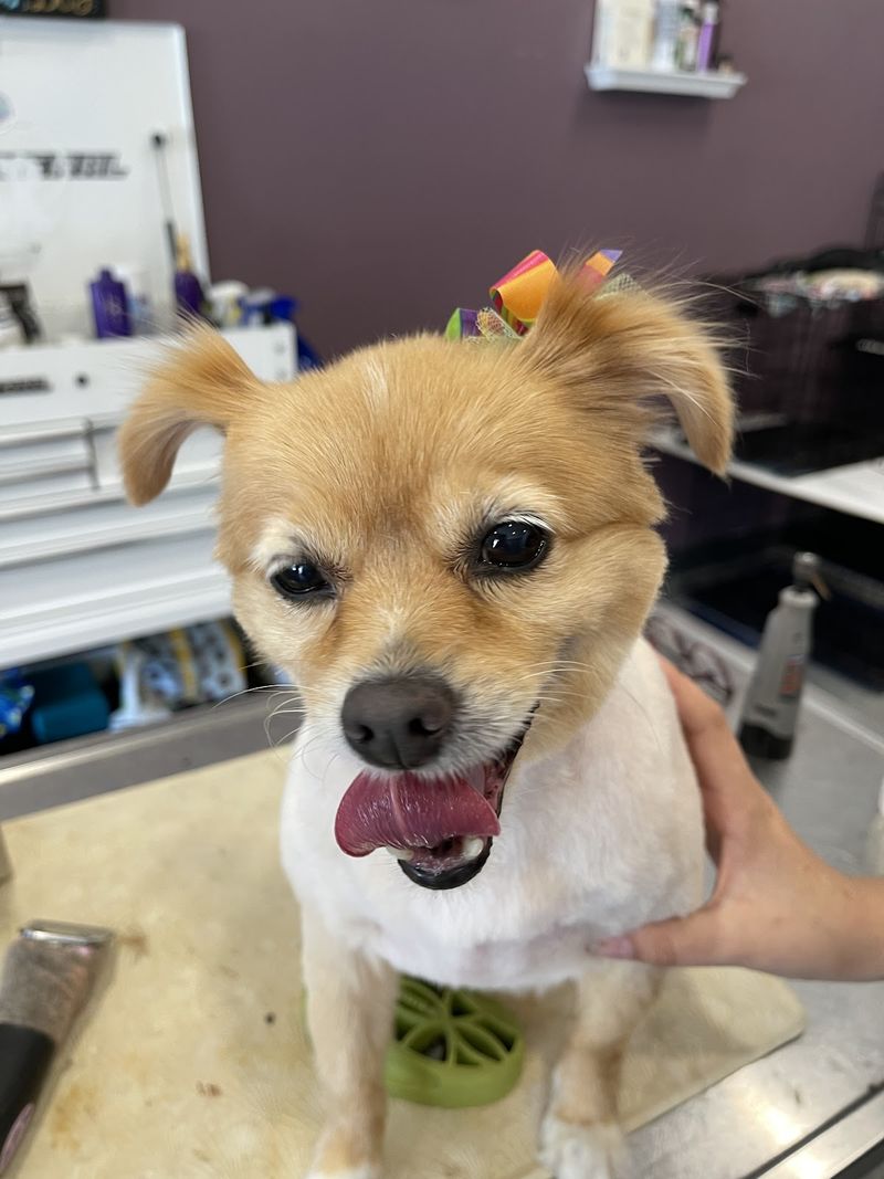 Pomeranian mix fresh groom groomed at A Decked Out Pet in North Providence, RI