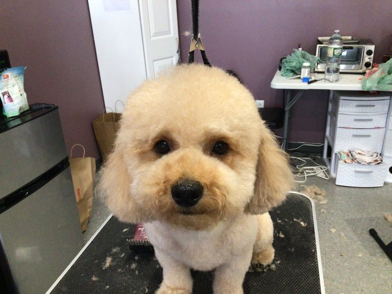 Poodle mix teddy bear face groomed at A Decked Out Pet in North Providence, RI