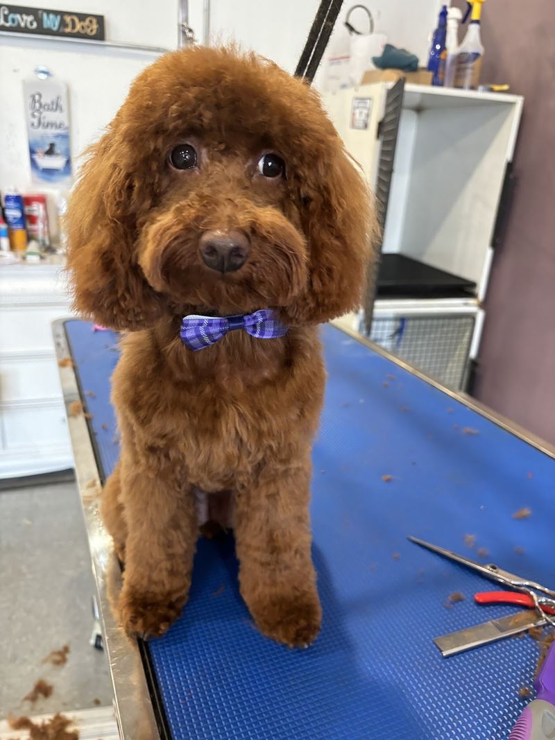 Red toy poodle bow tie groomed at A Decked Out Pet in North Providence, RI