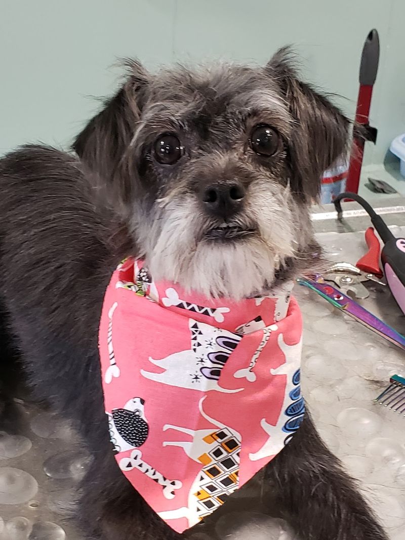 Schnauzer mix pink bandana groomed at A Decked Out Pet in North Providence, RI