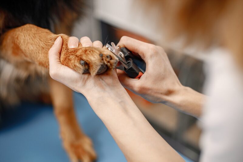 A dog's paw held gently during a nail trim