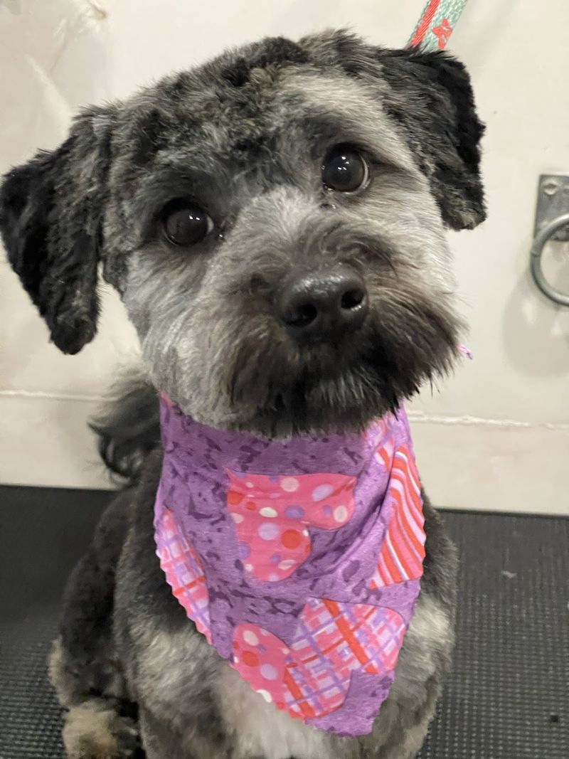 Shih poo purple bandana groomed at A Decked Out Pet in North Providence, RI