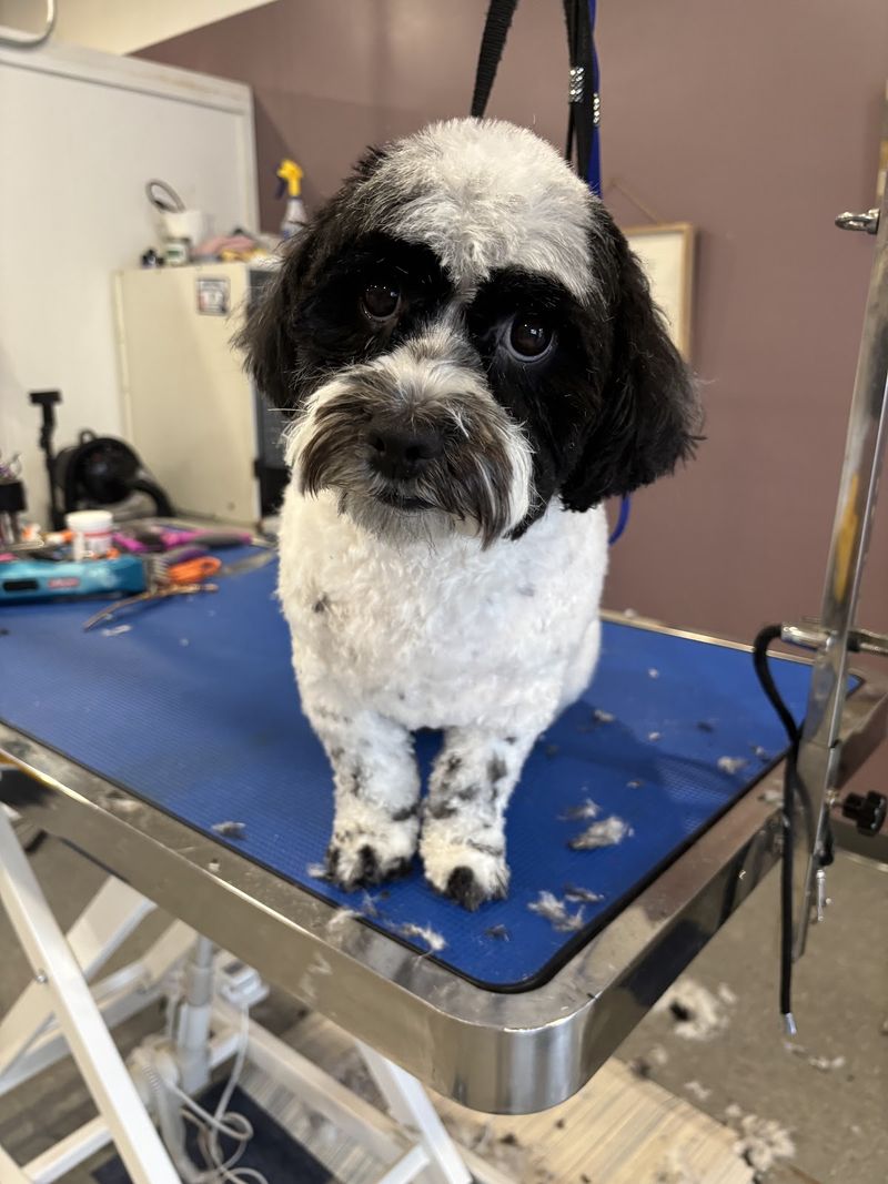 Shih tzu black white coat groomed at A Decked Out Pet in North Providence, RI
