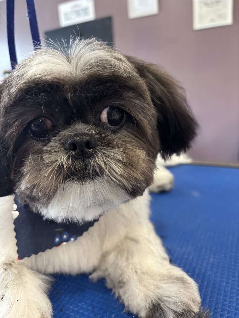 Shih tzu close up freshly groomed at A Decked Out Pet in North Providence, RI