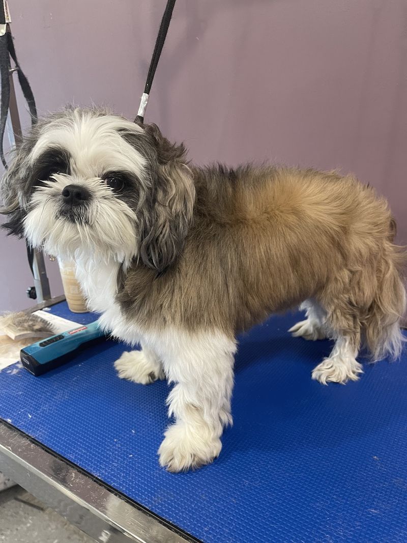 Shih tzu grooming table groomed at A Decked Out Pet in North Providence, RI