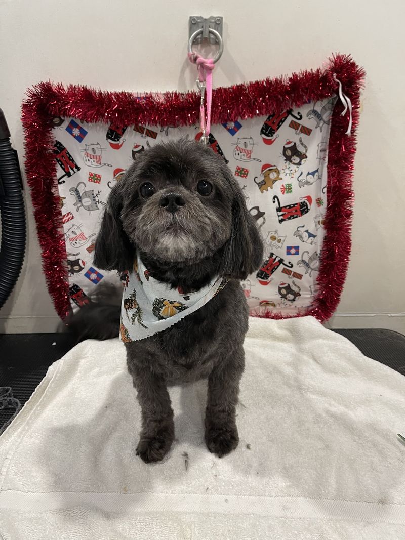 Shih tzu holiday bandana groomed at A Decked Out Pet in North Providence, RI