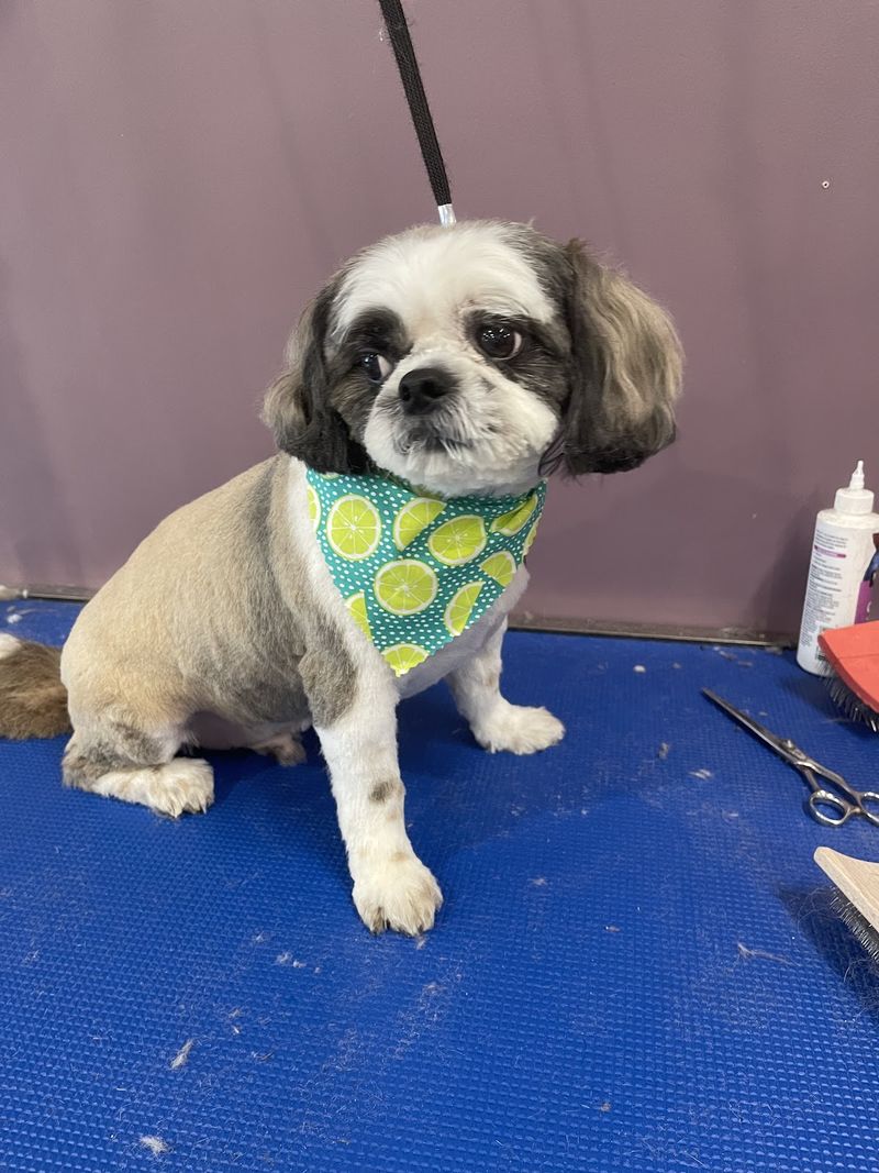 Shih tzu lime bandana groomed at A Decked Out Pet in North Providence, RI