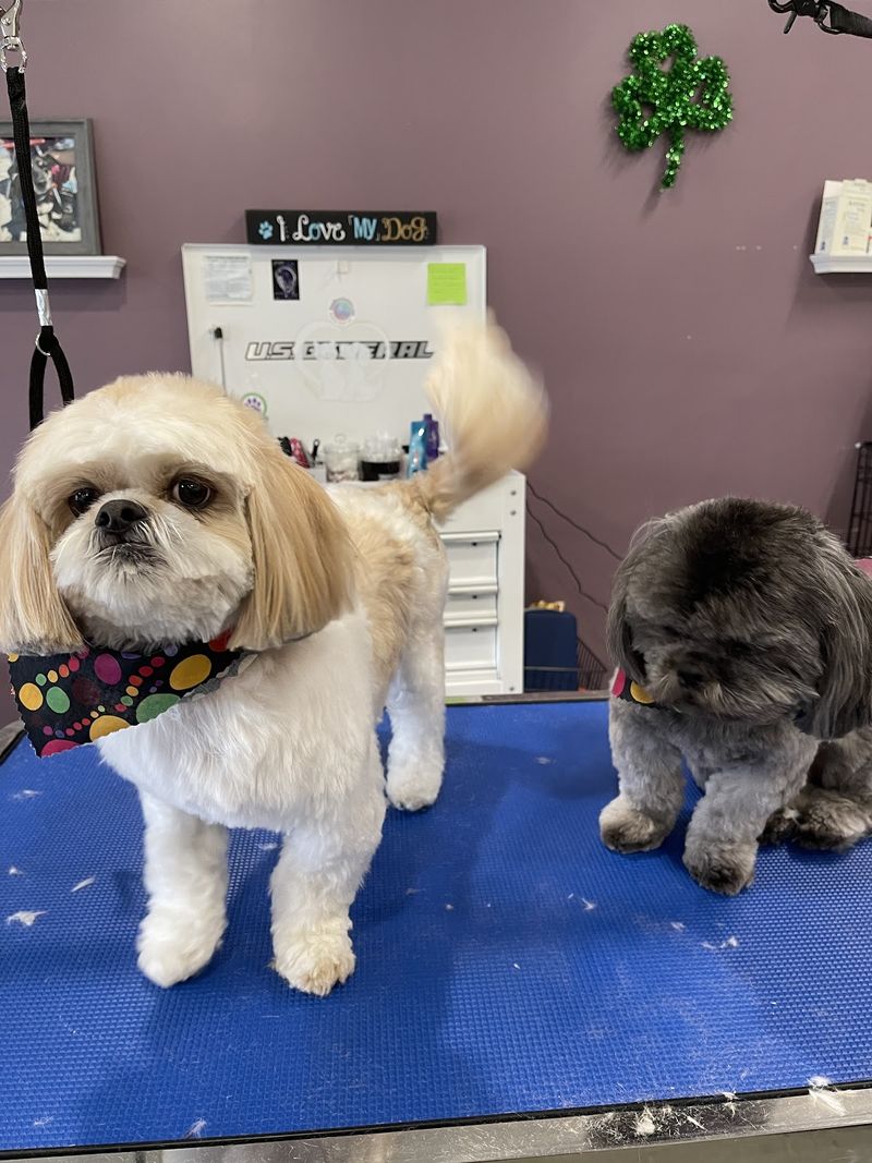 Shih tzu pair grooming table groomed at A Decked Out Pet in North Providence, RI