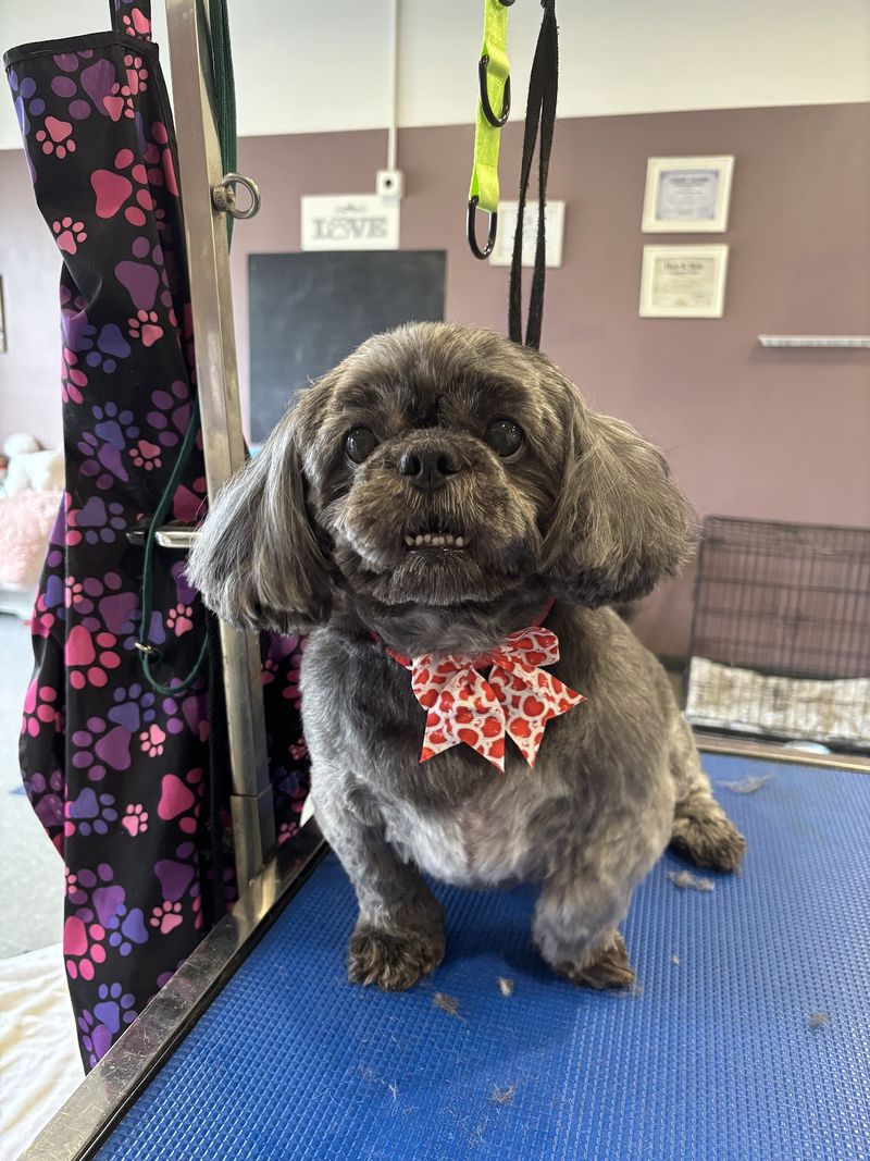 Shih tzu paw print table groomed at A Decked Out Pet in North Providence, RI