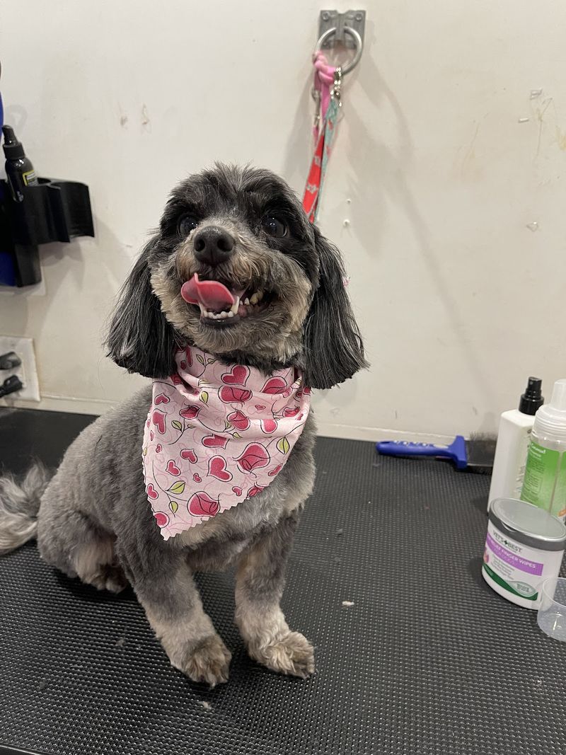 Shih tzu teddy cut groomed at A Decked Out Pet in North Providence, RI