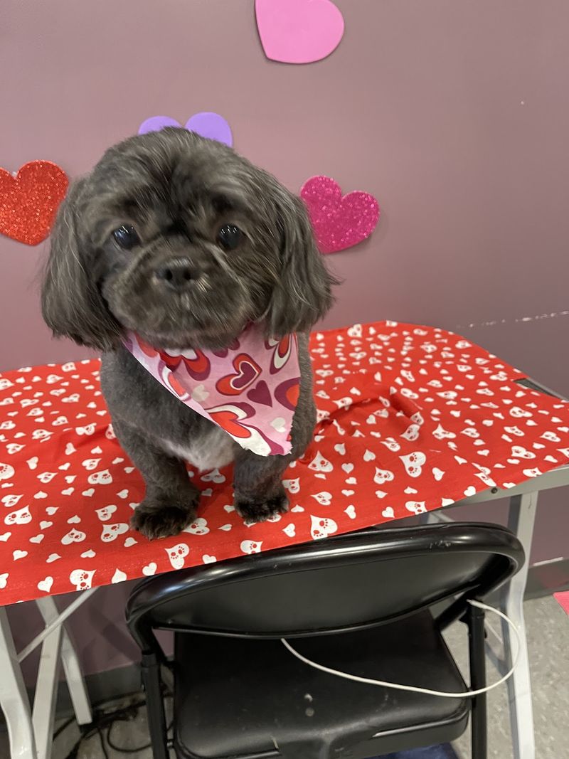 Shih tzu valentine bandana groomed at A Decked Out Pet in North Providence, RI