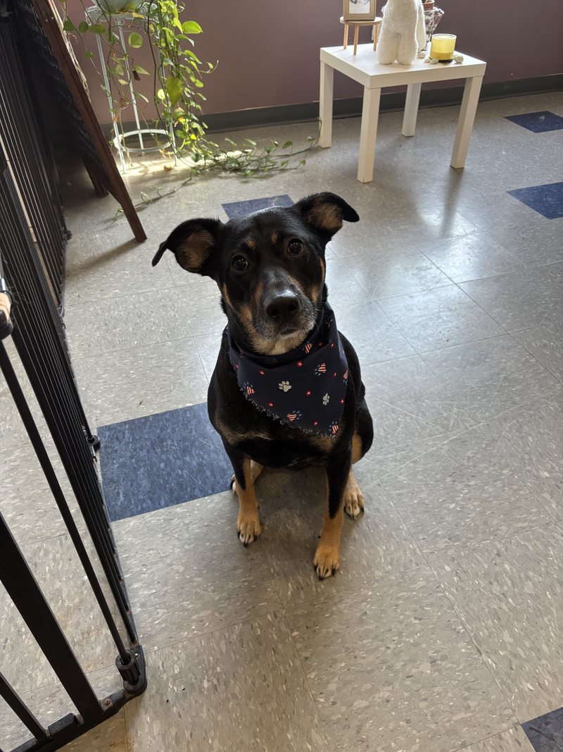 Tan and black mixed breed dog groomed at A Decked Out Pet in North Providence, RI