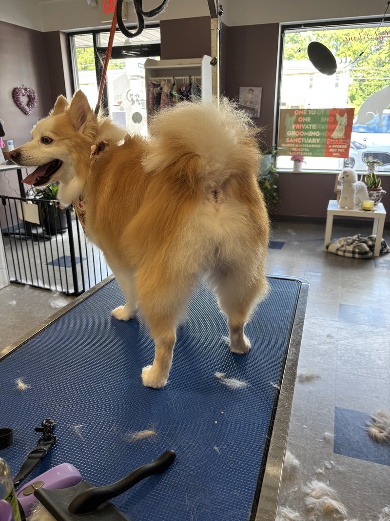 Tan pomeranian mix on the grooming table at A Decked Out Pet in North Providence, RI