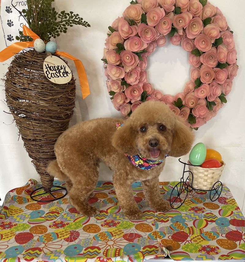 Toy poodle easter display groomed at A Decked Out Pet in North Providence, RI